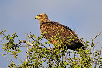 Tawny eagle, Timbavati, South Africa