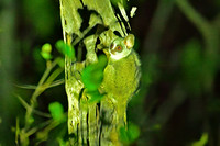 Bushbaby, Sabi Sands, Souith Africa