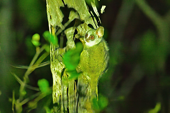 Bushbaby, Sabi Sands, Souith Africa