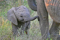 Baby elephant touches its mother for reassuarance, Kapama, South Africa