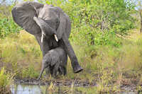 Adult elephant supporting calf at a slippery swamp, Timbavati, South Africa