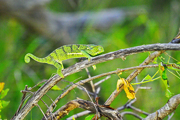 Chameleon, Timbavati, South Africa