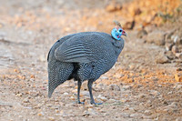 Helmeted guineafowl, Kapama, South Africa