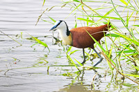 African jacana, Sabi Sands, South Africa
