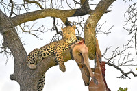 Male leopard pauses from feeding on its kill, Timbavati, South Africa