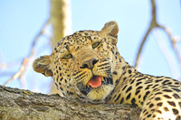 South Africa
