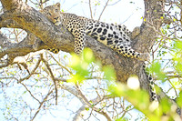 Leopard sleeps off its meal up a tree, Timbavati, South Africa