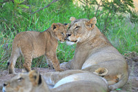 Lion cub sharing a tender moment with its mother, Timbavati, South Africa