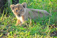 3 month old lion cub, Kapama, South Africa