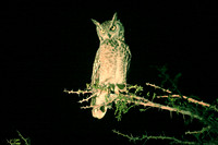 Spotted eagle owl, Kapama, South Africa