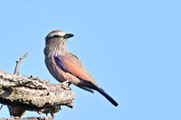 Purple roller, Kapama, South Africa
