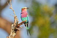 Lilac-breasted roller, Sabi Sands, South Africa