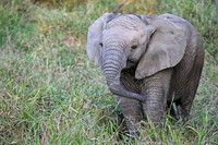 Baby elephant, Kapama, South Africa