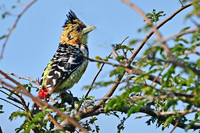 Crested barbet, Timbavati, South Africa