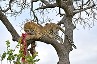 Male leopard feeding on its kill, Timbavati, South Africa