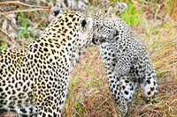 Leopard mother and cub at play, Sabi Sands, South Africa