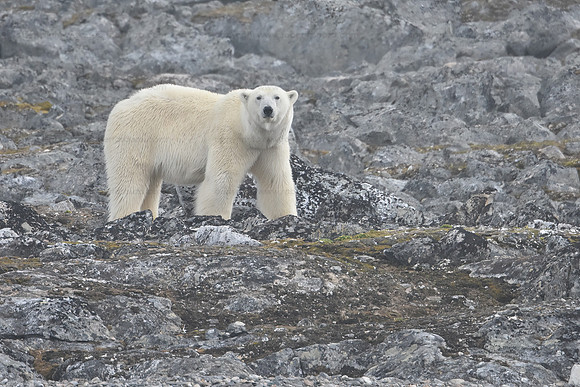 Polar bear, Svalbard Norway