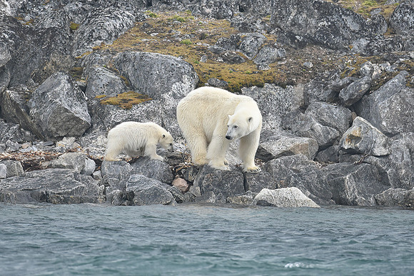 Polar bear and cub, Svalbard Norway