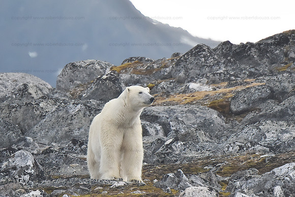 Polar bear, Svalbard Norway