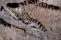 Common genet at dusk, Chobe NP, Botswana