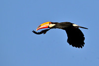Toco Toucan in flight, Cuiabá river