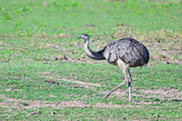 Greater Rhea, Poconé