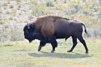 Bison, Yellowstone NP Wyoming