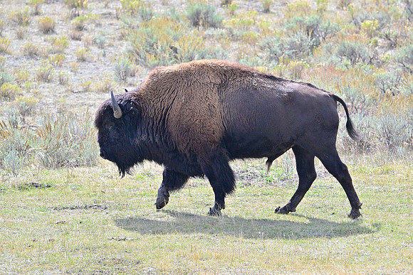 Bison, Yellowstone NP Wyoming