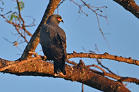 Snail Kite male, Taiamã Reserve