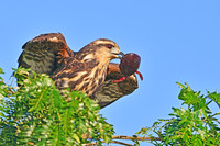 Snail Kite female with crab 1 of 2, Taiamã Reserve