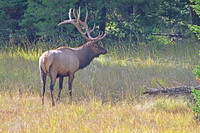 Elk, Yellowstone NP Wyoming