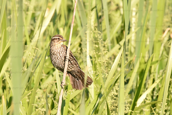 Red-winged blackbird, female, Neabsco Creek Woodbridge