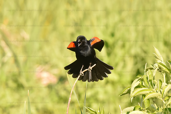 Red-winged blackbird male, in territorial display mode, Neabsco Creek Woodbridge