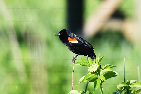 Red-winged blackbird, male, Neabsco Creek Woodbridge