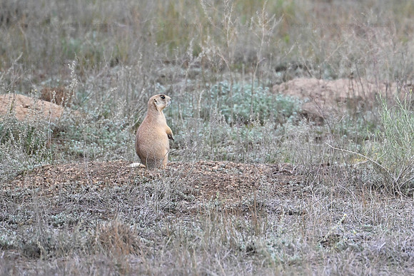 Prairie dog1, Zion NP