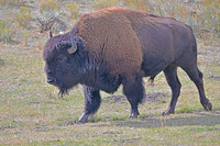 Bison, Yellowstone NP Wyoming