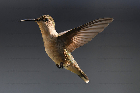 Ruby-throated hummingbird female - Durham