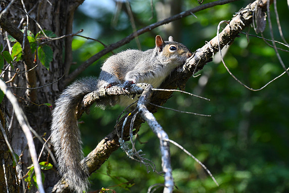 Eastern gray squirrel - Durham