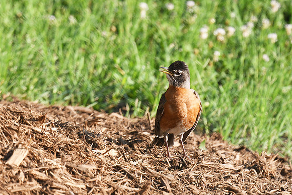 American Robin - Durham
