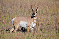 Pronghorn antelope, Yellowstone NP Wyoming