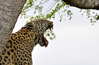 Jaguar yawning, Cuiabá river