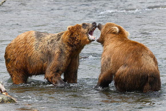 Brown bears sparring over fishing rights at Brooks Falls