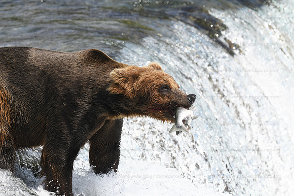 Brown bear fishing Sequence 3 of 10