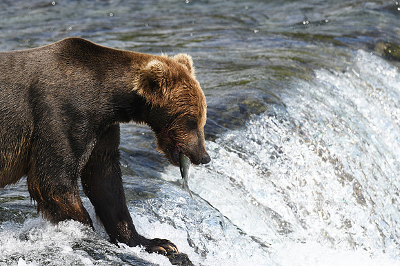 Brown bear fishing Sequence 5 of 10