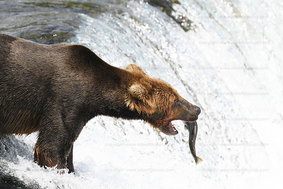 Brown bear fishing Sequence 1 of 10