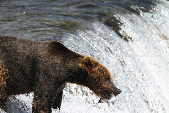 Brown bear fishing Sequence 2 of 10