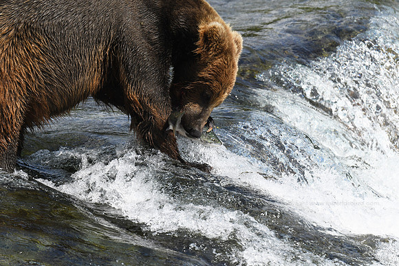 Brown bear fishing Sequence 6 of 10