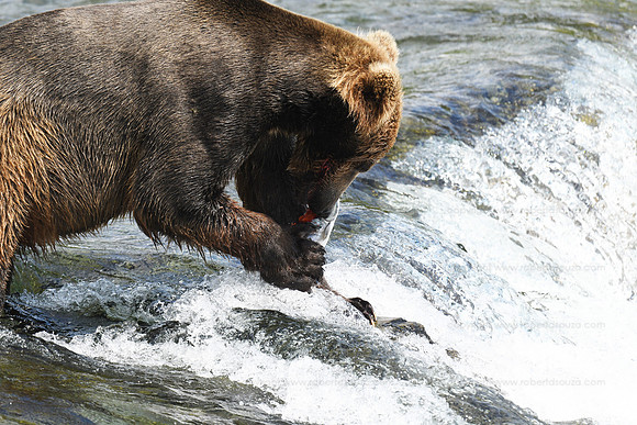 Brown bear fishing Sequence 7 of 10