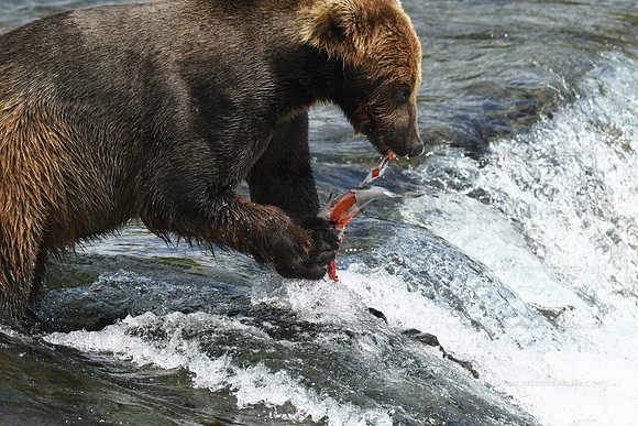 Brown bear fishing Sequence 9 of 10