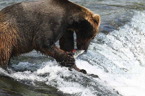 Brown bear fishing Sequence 8 of 10